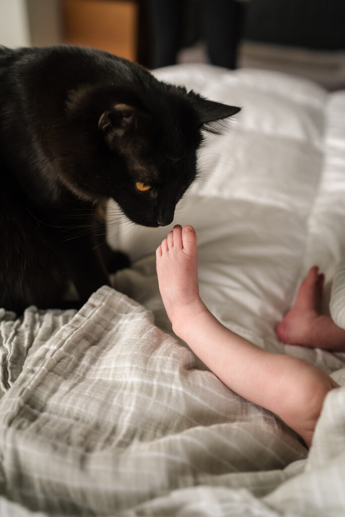 Cat sniffing baby toes at home newborn photo shoot in Seattle