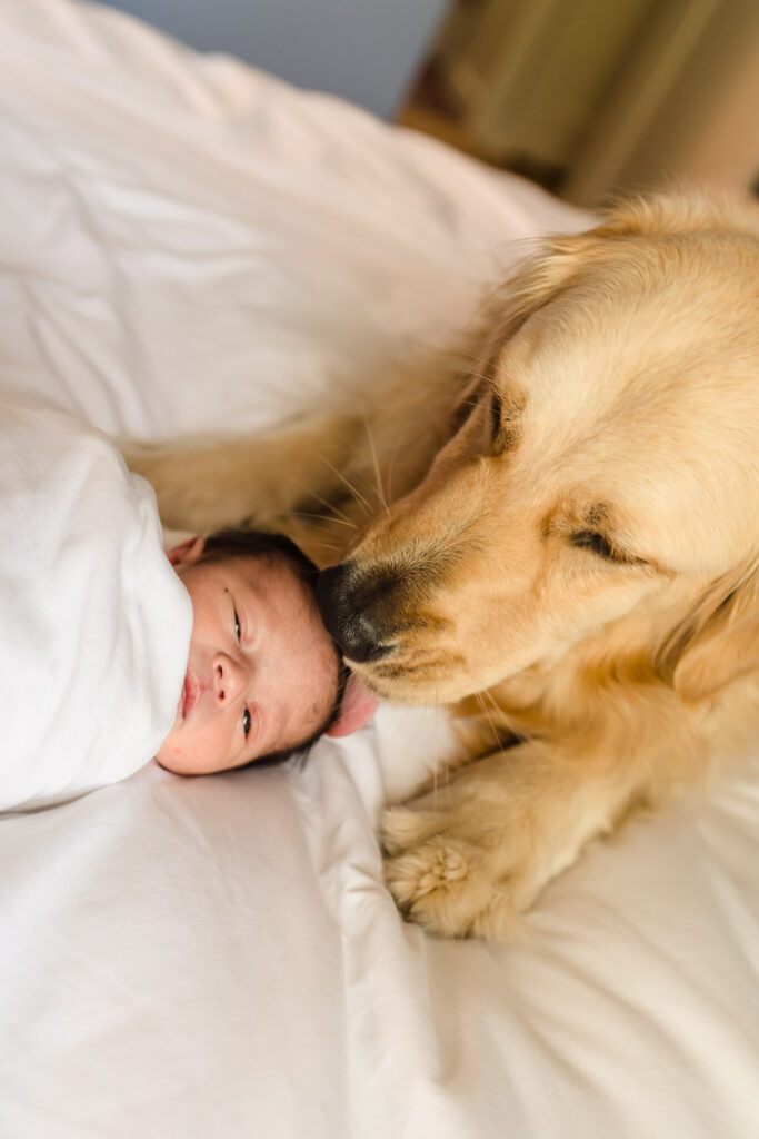 Dog licking baby's head at home newborn photo shoot in Seattle
