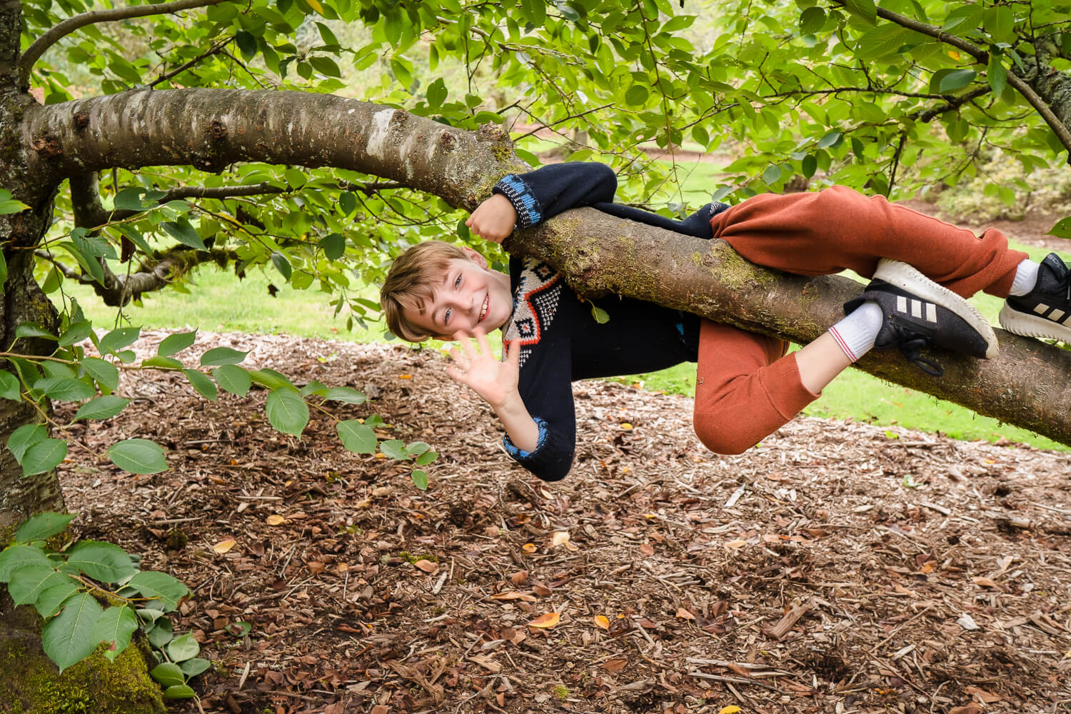 Young boy playing in a tree in Seattle